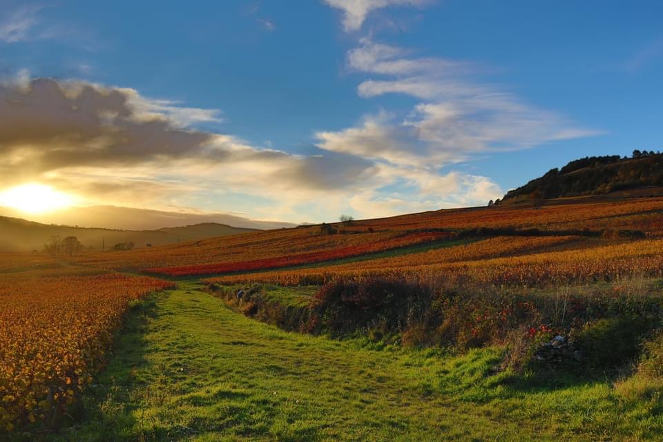 Accueil Santenay Balade dans les vignes au coucher de soleil avec Villa Santenay